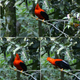 Image for article titled Meet the Andean Cock-of-the-rock. It's f*cking strange as all hell and we love it.